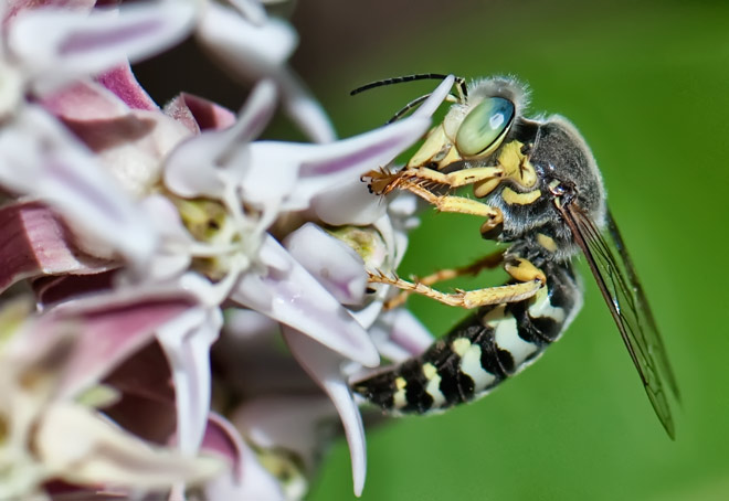 hanging-milkweed-wasp