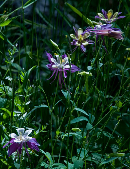 purple-columbines