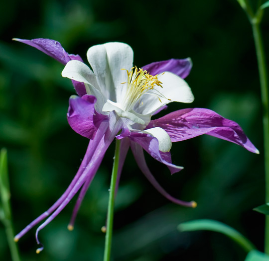 purple-white