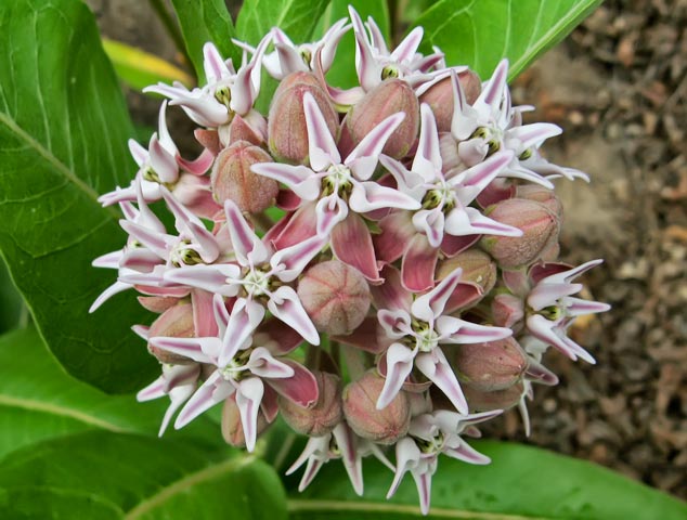 showy-milkweed