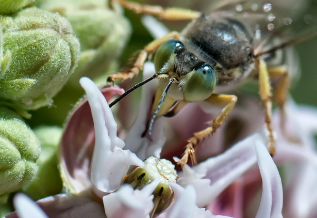 wasp-eyes