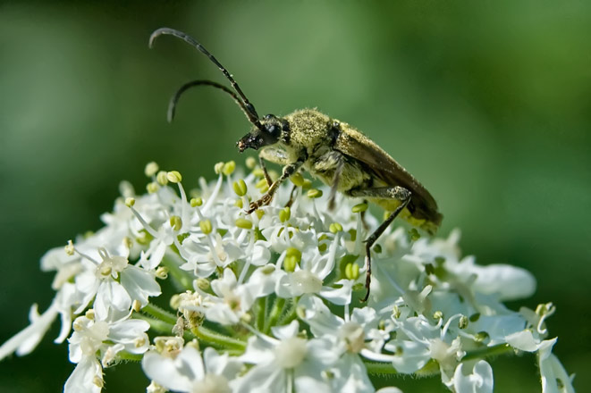 horned-bug