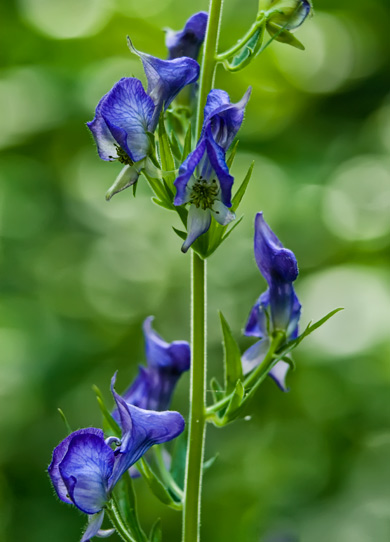 monkshood