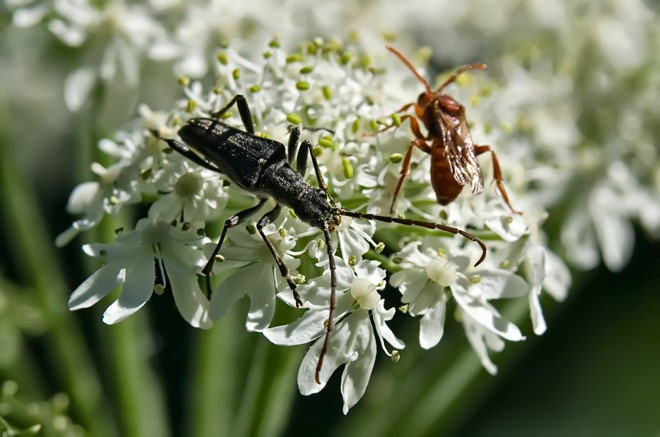 two-horned-bugs