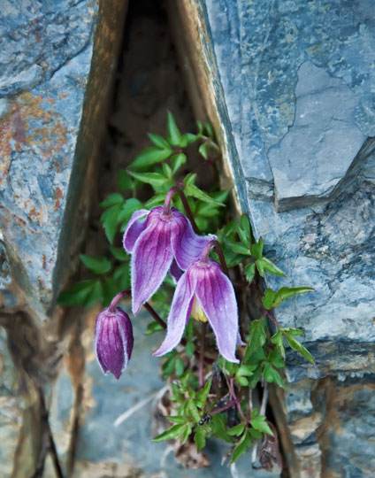 cardiff-clematis