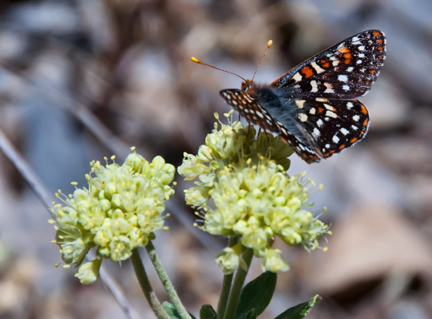 buckwheat