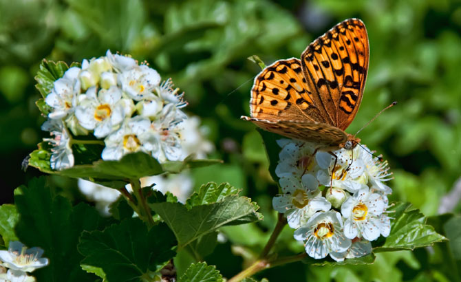 painted-lady