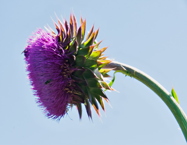 thistle