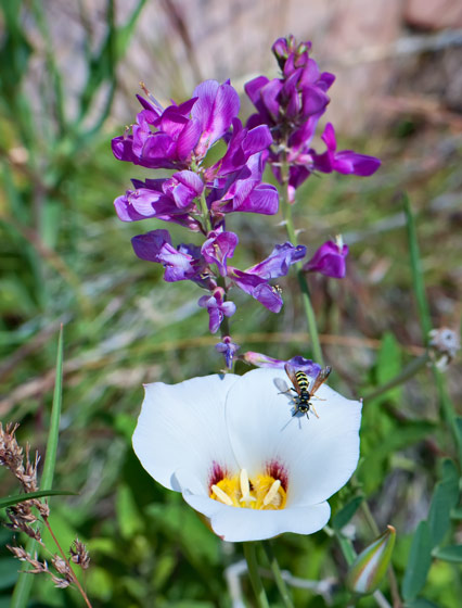 bee-lily-lupine