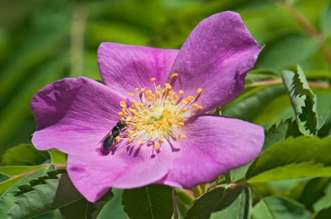 bee-rose