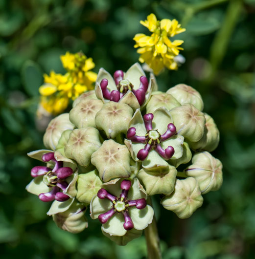 five-star-milkweed