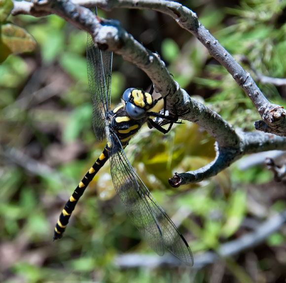 tigerstripe-dragonfly