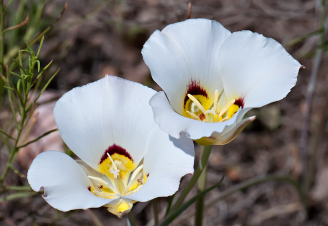 two-sego-lilies