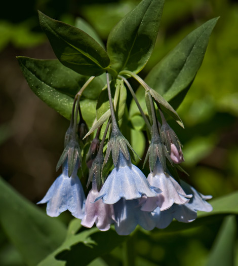 bluebells