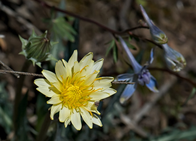 dandy-larkspur