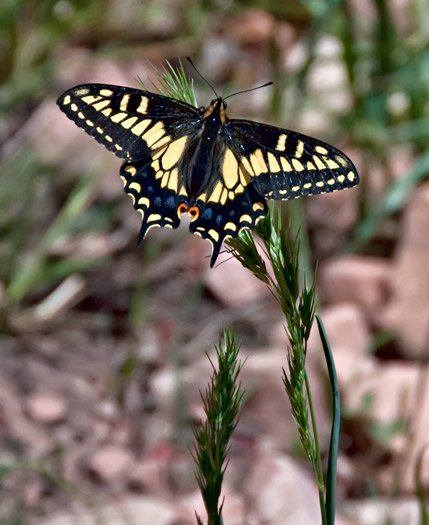 swallowtail