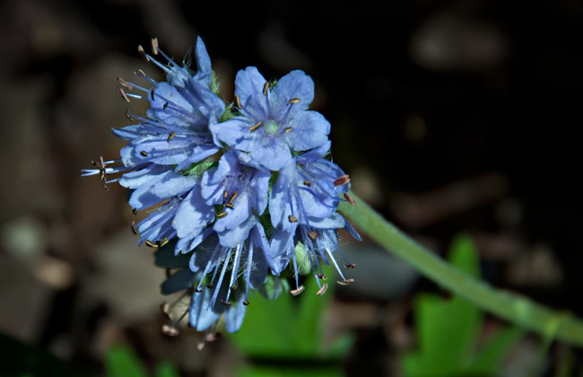 waterleaf