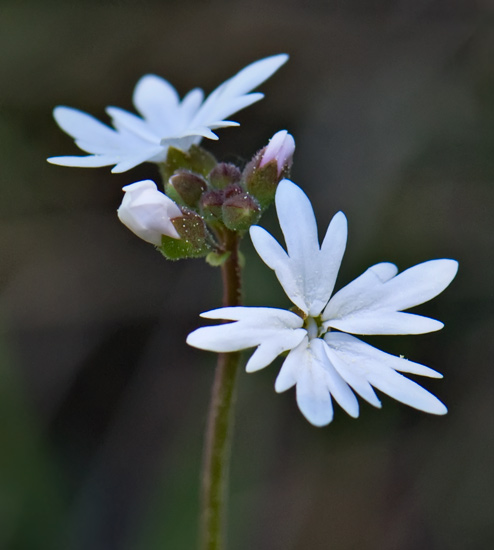 woodland-star