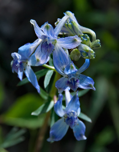 blue-larkspur