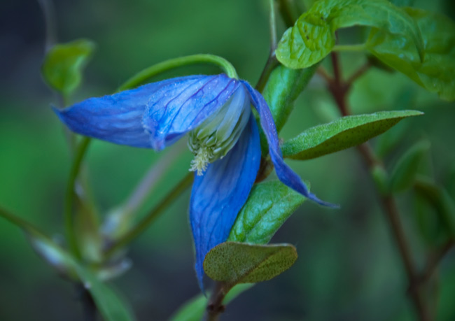 western-clematis