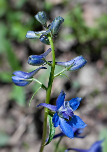 larkspur