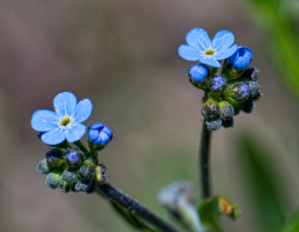 stickseed