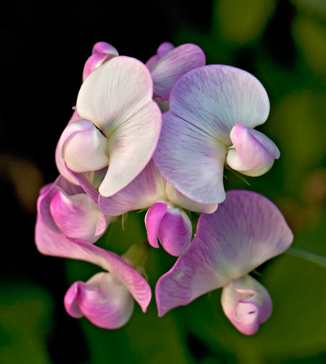 sweet-pea