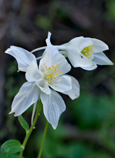 bowman-columbines