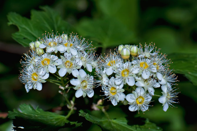 chokecherry