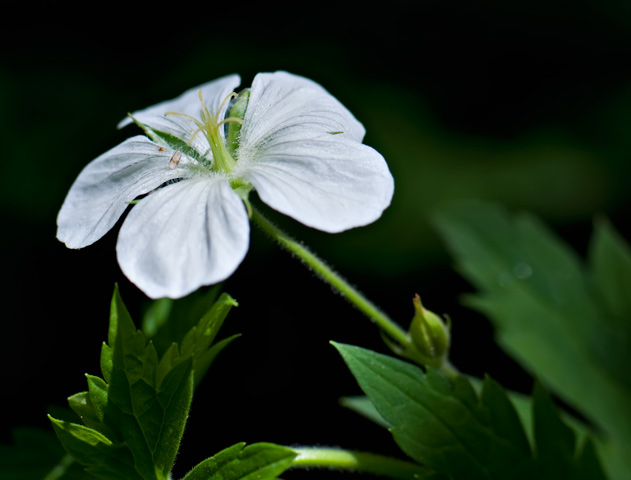 geranium