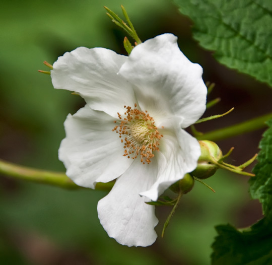 thimbleberry