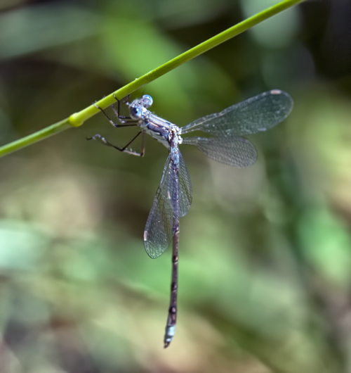 bent-spreadwing