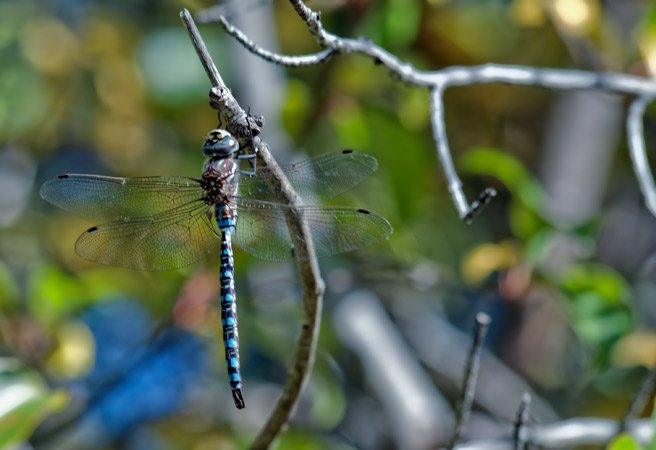 darner