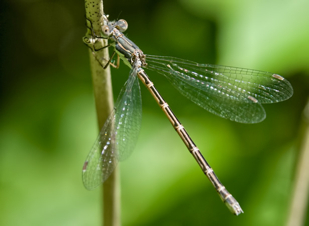 spreadwing-two