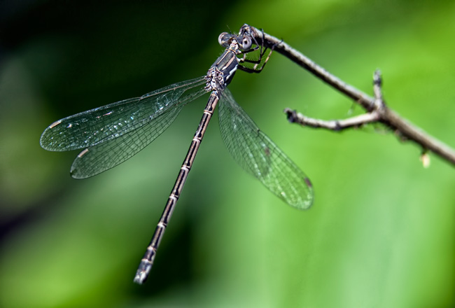 spreadwing