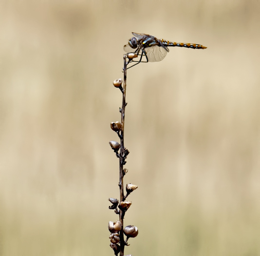 tall-mullein