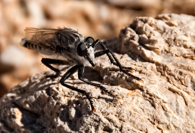 bearded robber fly