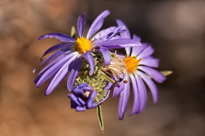 hoary-aster