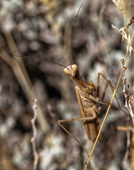 praying mantis