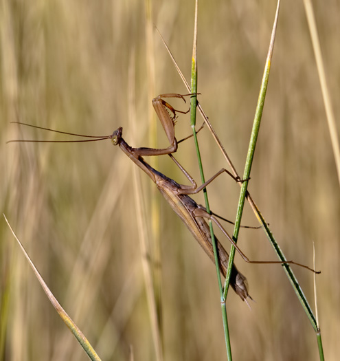 praying mantis