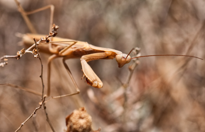 praying-mantis