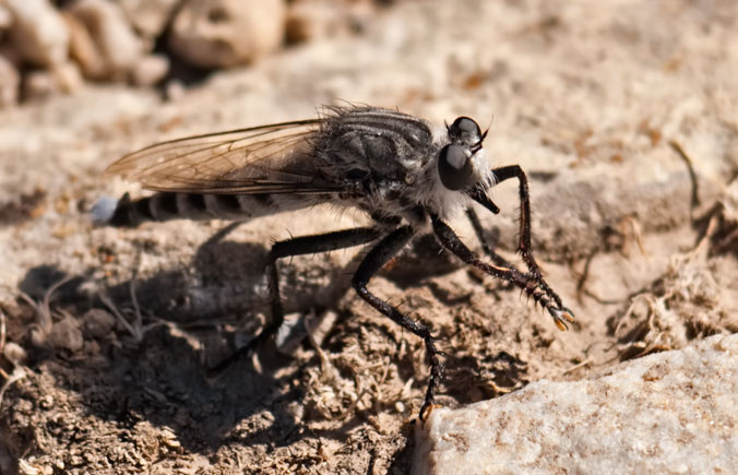 bearded robber fly