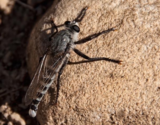 bearded robber fly