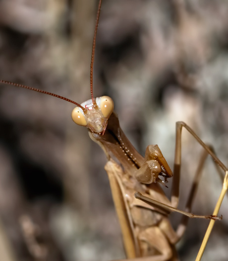 zoomed paying mantis