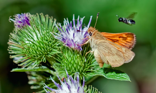 bee-skipper