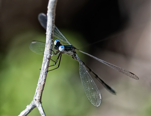 blue-eyes