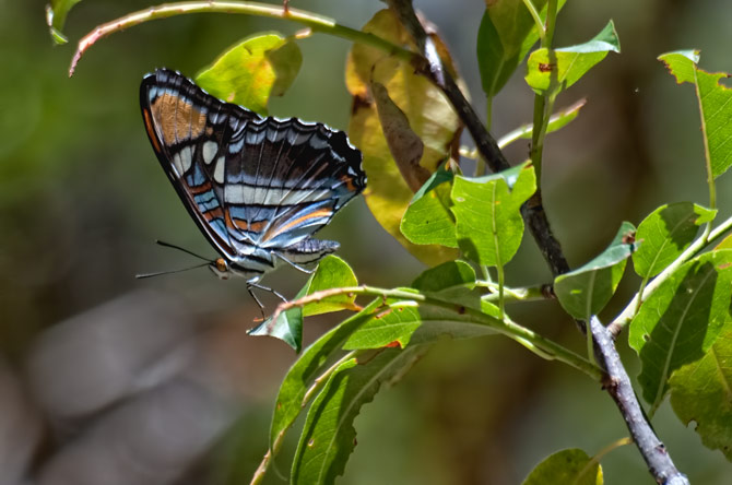 checkerspot