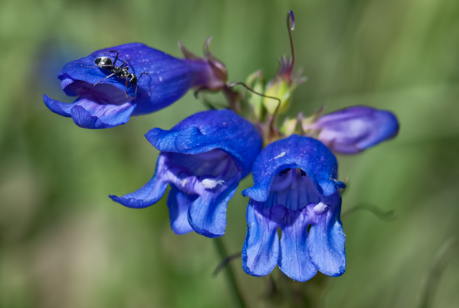 penstemon