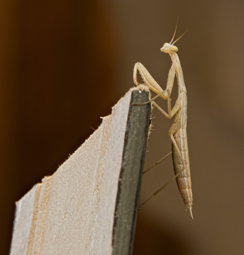 hanging-mantis