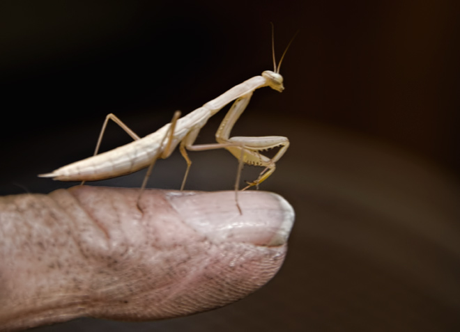 mantis-finger
